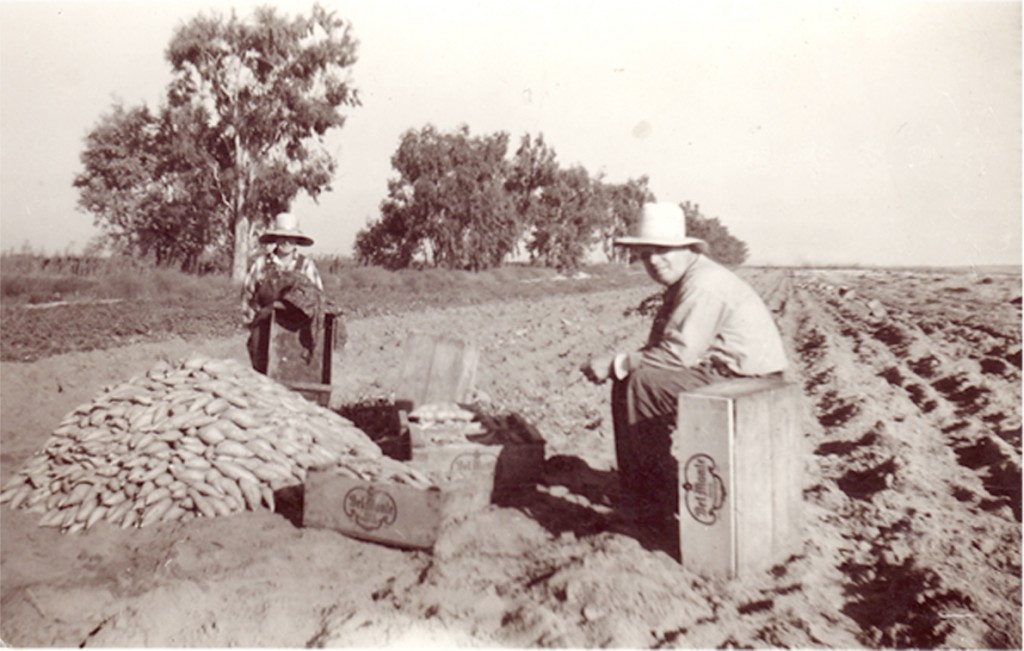 Harvesting Sweet Potatoes Historical Photo